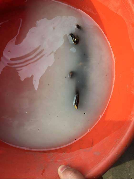 为什么金弹子下山桩要多菌灵消毒