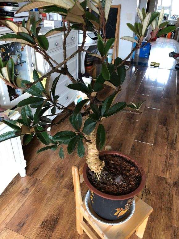 马缨花下山桩用红壤土