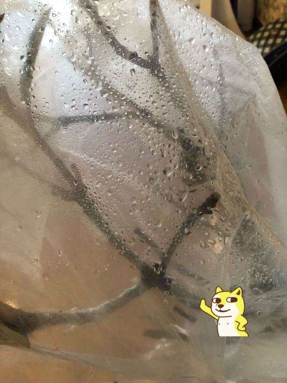 马缨花下山桩用红壤土