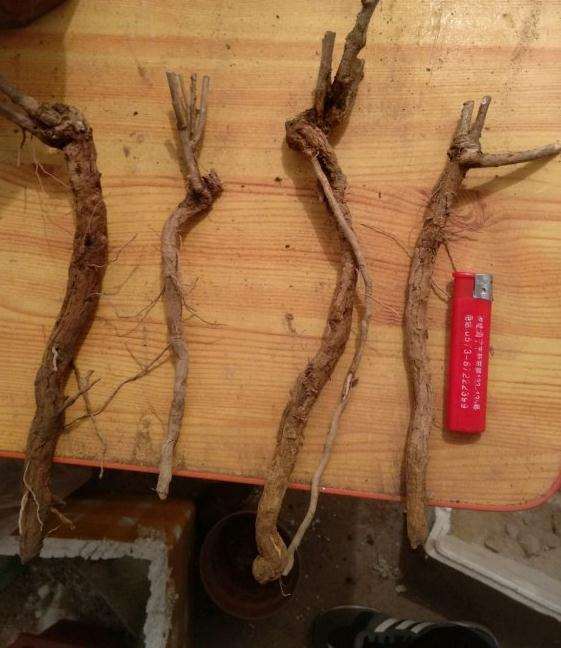 枸杞下山桩用煤渣河沙混纯土