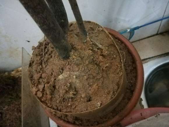金弹子下山桩没有沙子 只用泥巴 可以吗