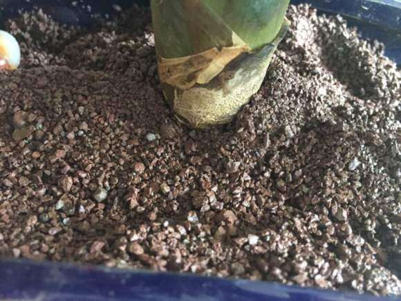 风化石可以种金弹子下山桩吗