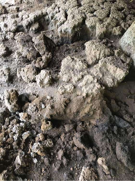 风化石可以种金弹子下山桩吗
