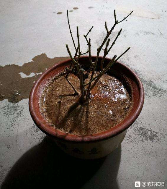 用红土盆栽茉莉花