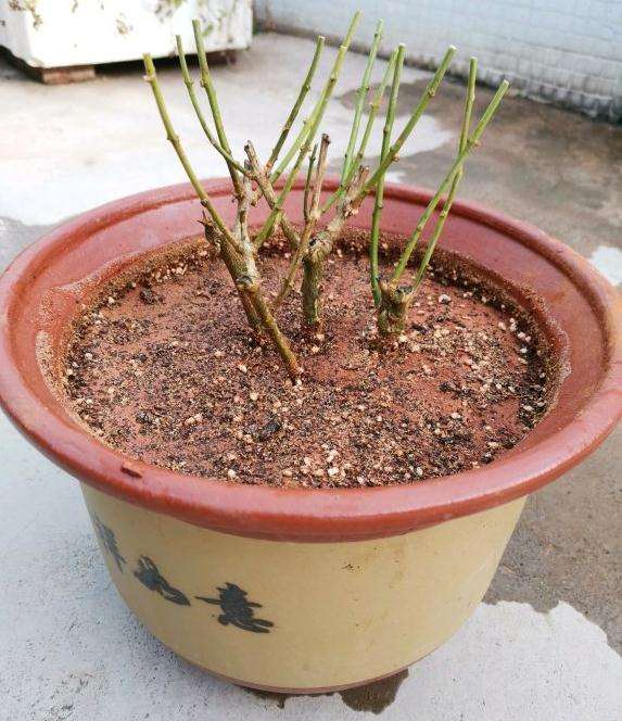 用红土盆栽茉莉花