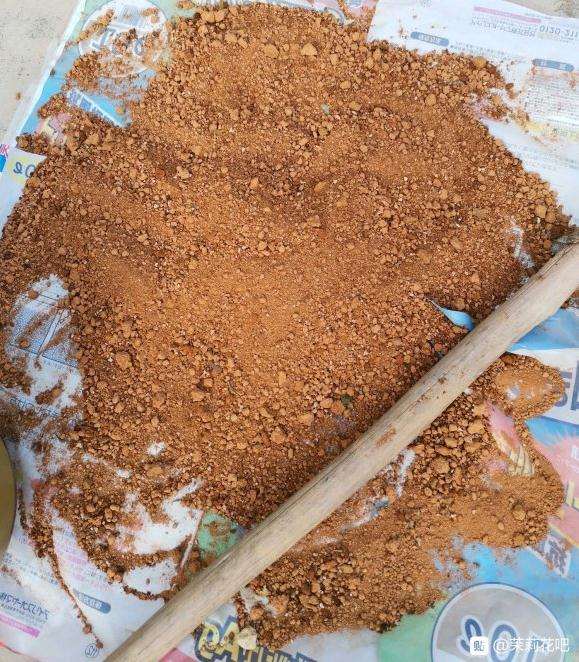 用红土盆栽茉莉花