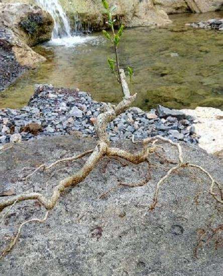 卫矛下山桩可以做盆景吗