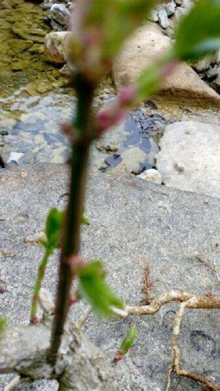 卫矛下山桩可以做盆景吗