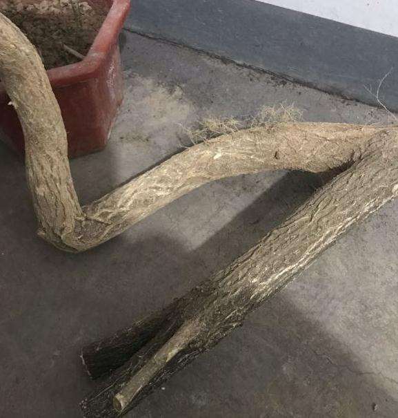 今天刚挖的卫矛下山桩