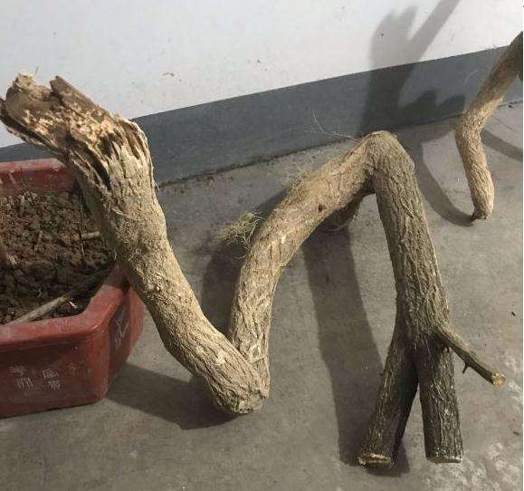 今天刚挖的卫矛下山桩