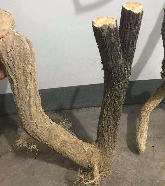 今天刚挖的卫矛下山桩