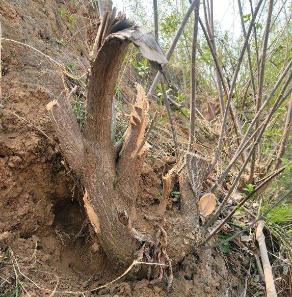 这是什么品种的卫矛下山桩