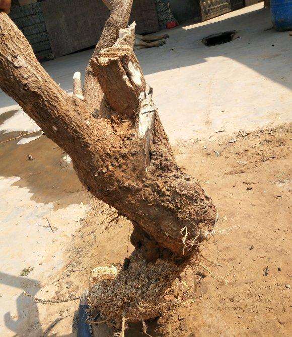 这是什么品种的卫矛下山桩