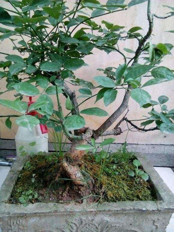 卫矛下山桩开花不结果