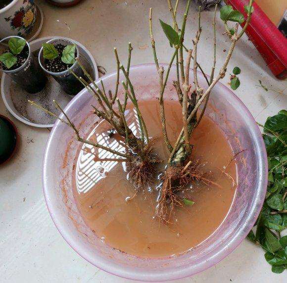 卫矛下山桩比榆树怎么样