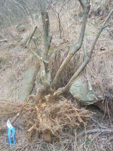 卫矛下山桩地里 能用除草剂吗