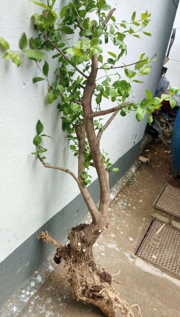 又挖了一棵卫矛下山桩