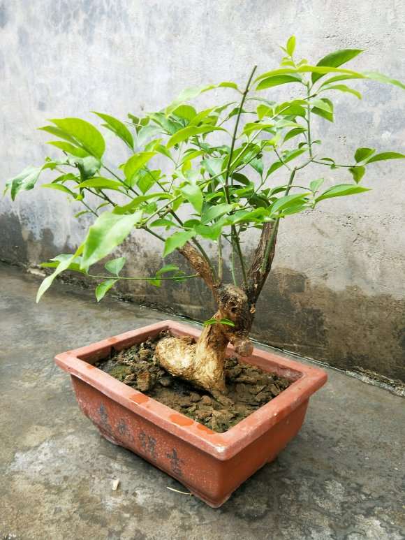 卫矛下山桩嫁接蝴蝶了