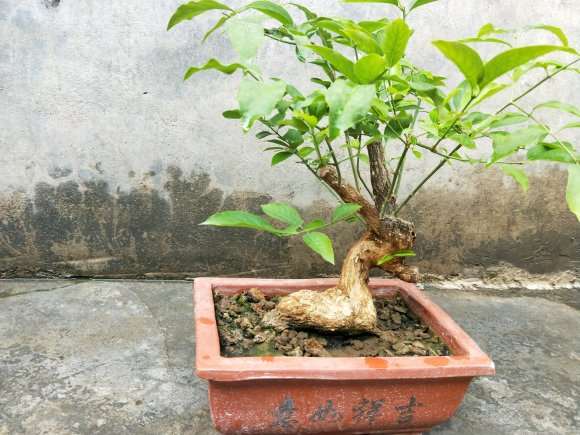 卫矛下山桩嫁接蝴蝶了