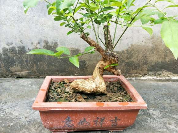 卫矛下山桩嫁接蝴蝶了