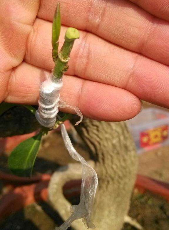 卫矛下山桩到底能不能嫁接金丝吊蝴蝶