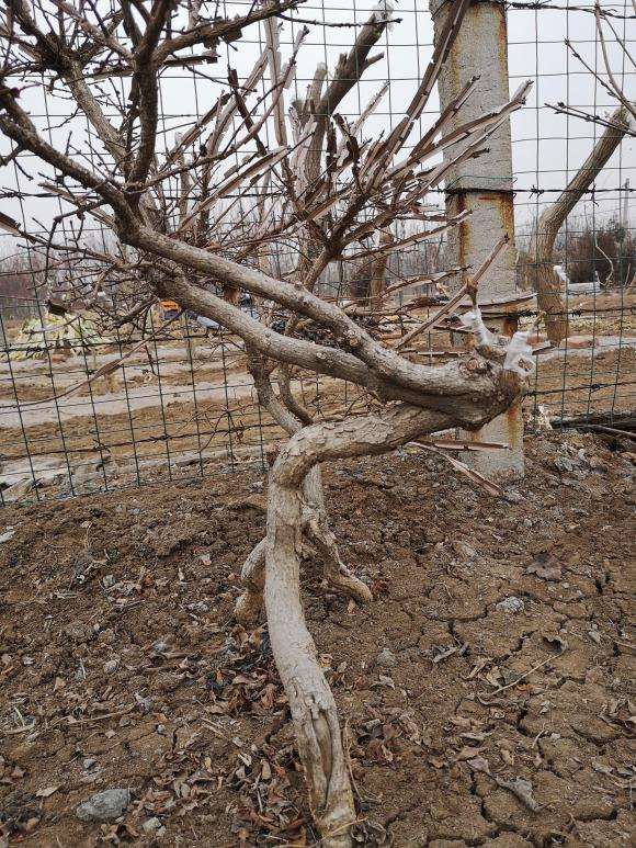 卫矛下山桩到底能不能嫁接金丝吊蝴蝶