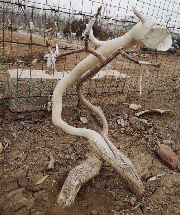 卫矛下山桩到底能不能嫁接金丝吊蝴蝶