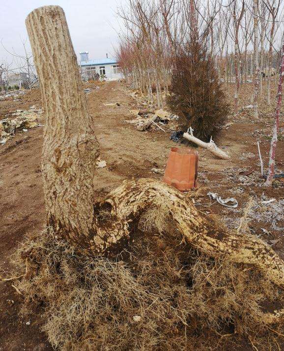 如何寻找桃叶卫矛下山桩的方法