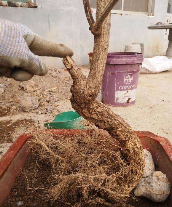 卫矛下山桩 明年活了 可以嫁接蝴蝶吗