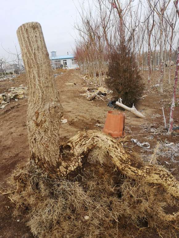 卫矛下山桩 明年活了 可以嫁接蝴蝶吗