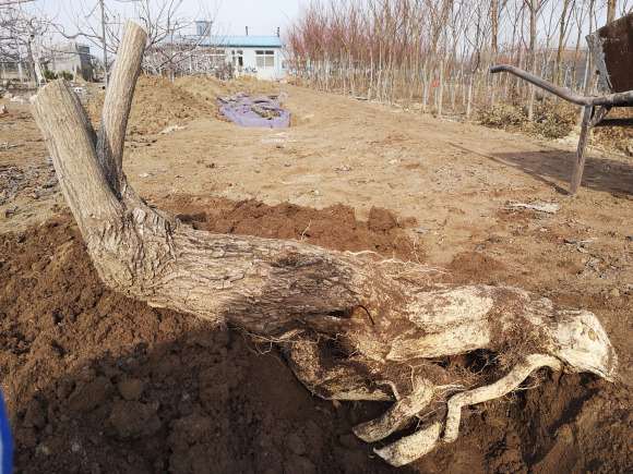 卫矛下山桩 明年活了 可以嫁接蝴蝶吗