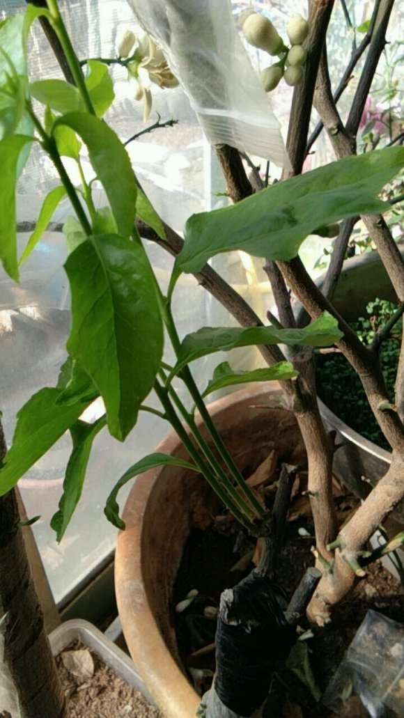 为什么没有翅的卫矛下山桩 嫁接成活率低