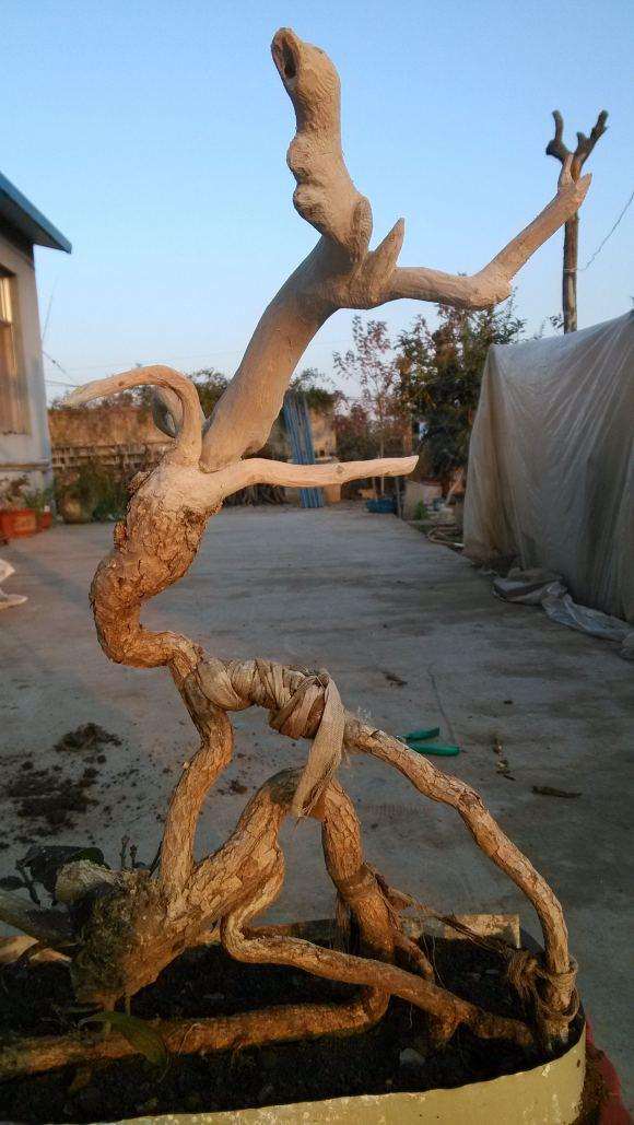 桃叶卫矛下山桩栽植后怎么管理