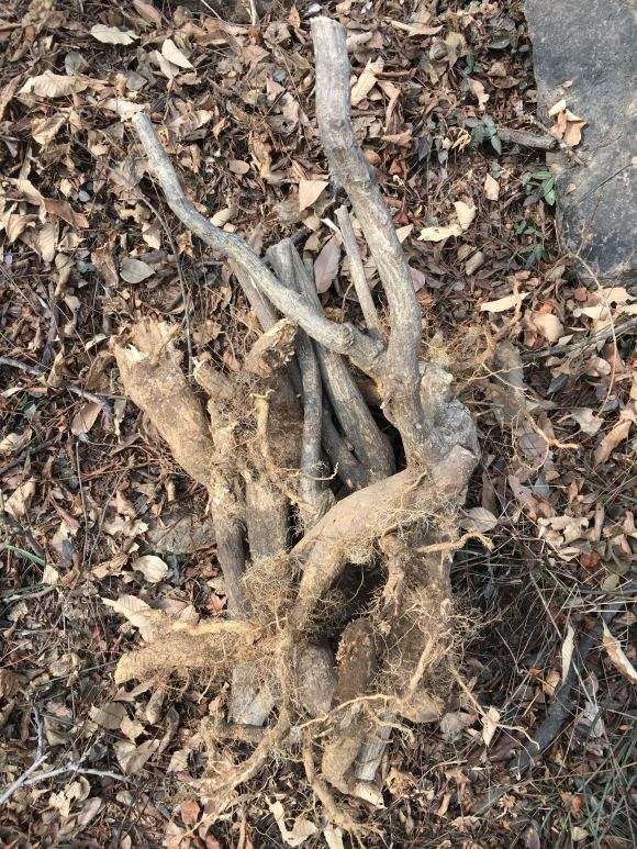 山东卫矛下山桩 主干有翅 都活了