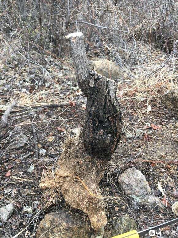 卫矛下山桩 叶子不大 嫩枝发红