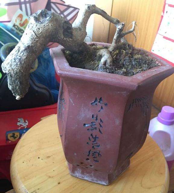 卫矛下山桩怎么看 还活着没有啊