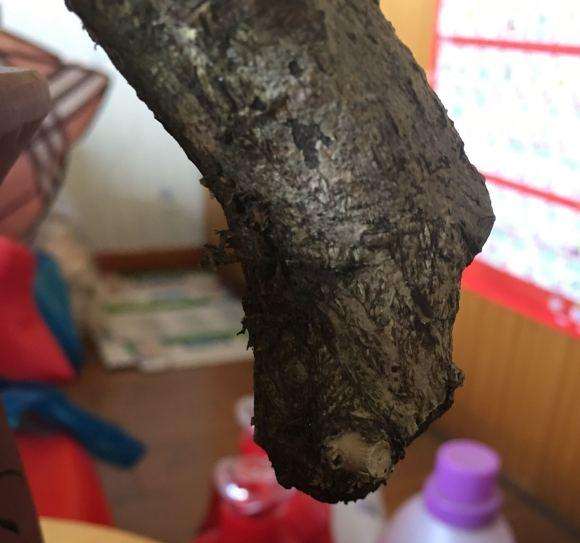卫矛下山桩怎么看 还活着没有啊