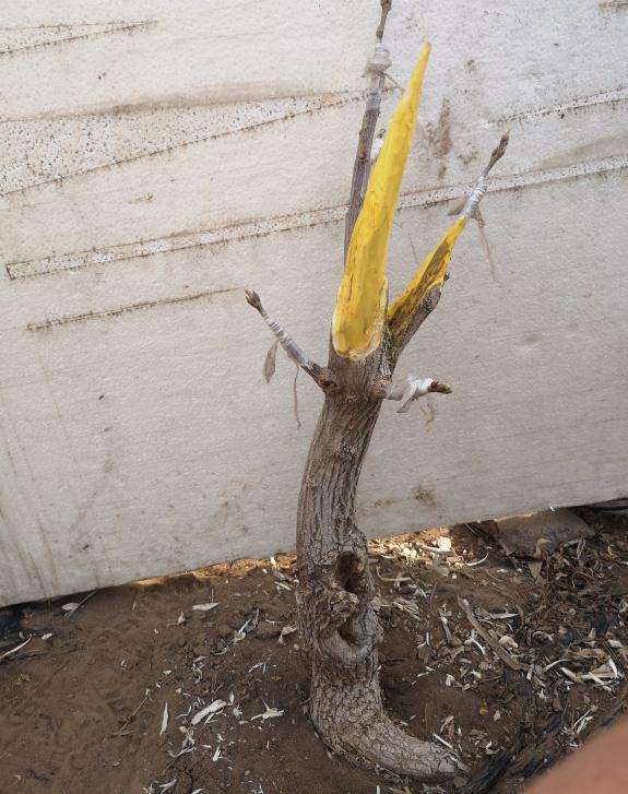 卫矛下山桩老桩嫁接金丝吊蝴蝶