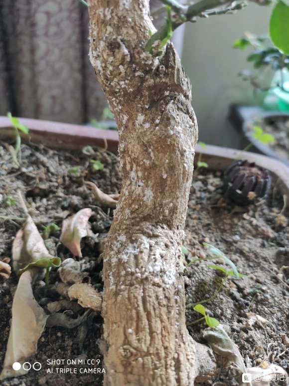 卫矛下山桩长白点 怎么办