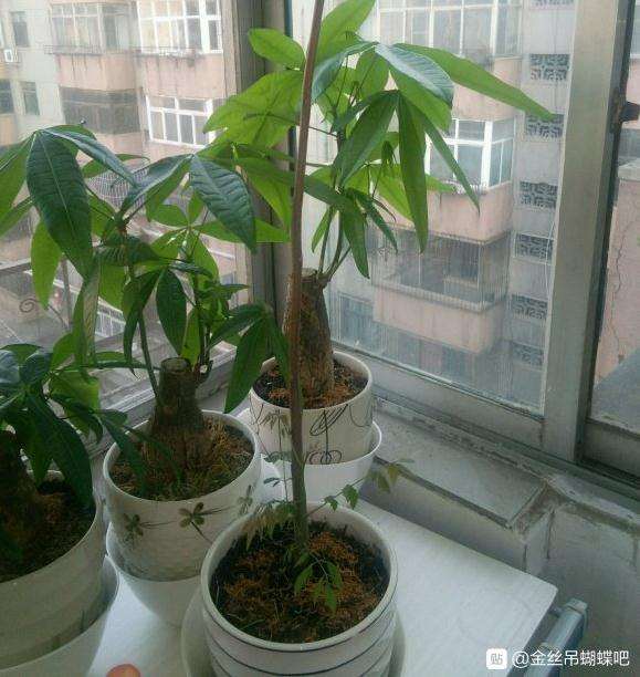 拼多多买的金丝吊蝴蝶下山桩