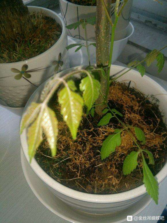 拼多多买的金丝吊蝴蝶下山桩