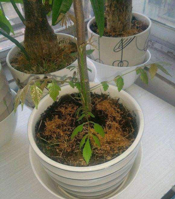 拼多多买的金丝吊蝴蝶下山桩