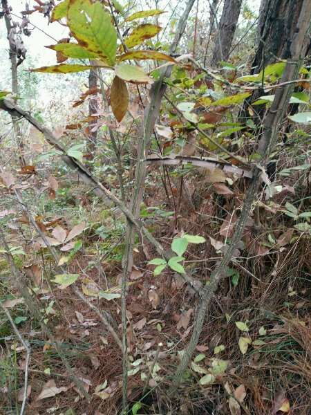 这是什么树 树皮长这样 是卫茅下山桩 