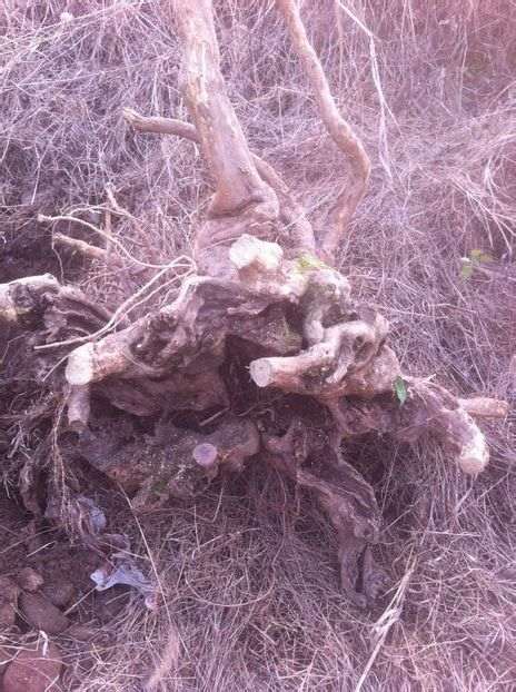 黄檀下山桩是否能做盆景