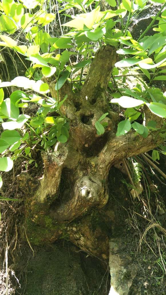 黄檀下山桩有没有制作盆景的价值