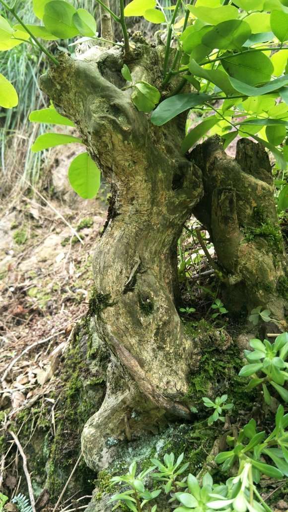 黄檀下山桩有没有制作盆景的价值