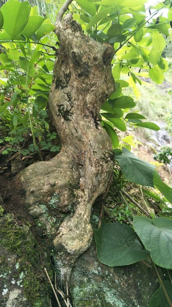 黄檀下山桩有没有制作盆景的价值