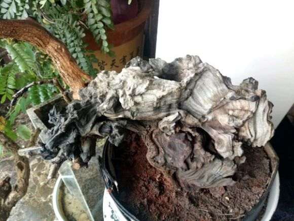 羊蹄甲下山桩好栽活吗