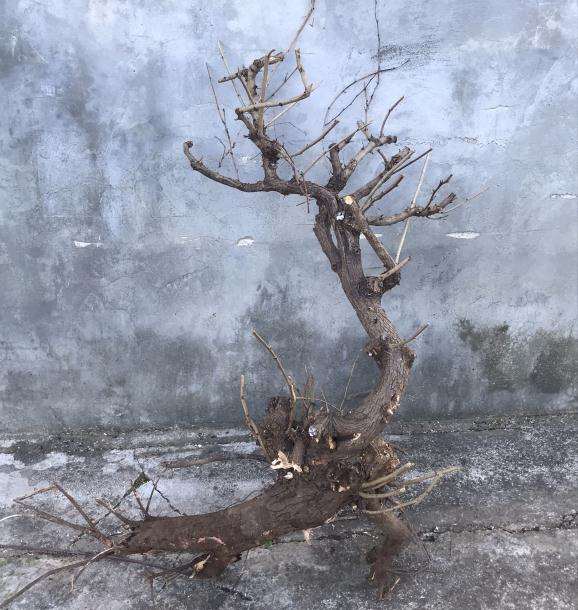 这个羊蹄甲下山桩