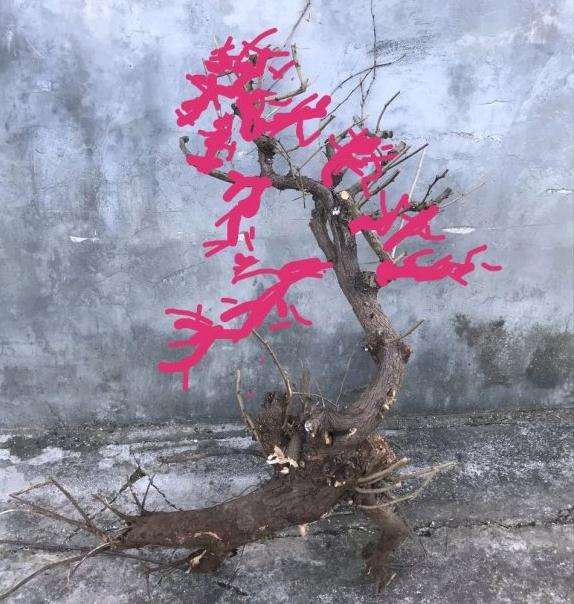 这个羊蹄甲下山桩
